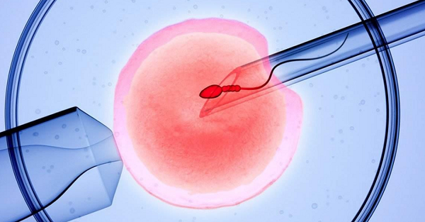 试管婴儿移植第十天胚胎着床成功率分析